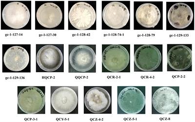 Isolation, identification, and antibacterial evaluation of endophytic fungi from Gannan navel orange